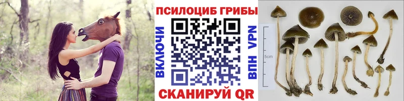 Галлюциногенные грибы ЛСД  кракен ссылки  Узловая  сайты даркнета официальный сайт  закладки 