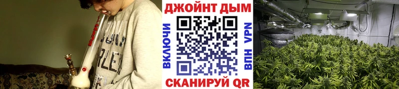 Канабис конопля Узловая